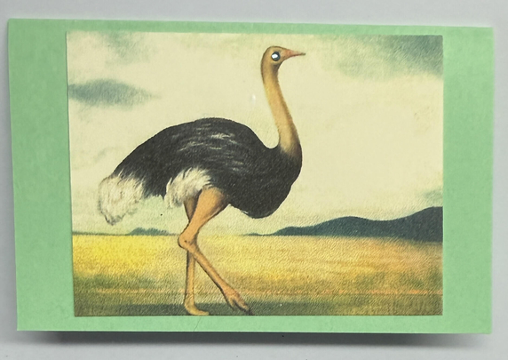 Gift Enclosure Art Card (GE-5584) 4" W  x  2.25" H